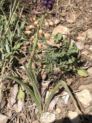 Muscari comosum