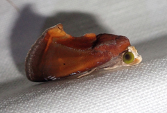 Gonodonta fulvangula