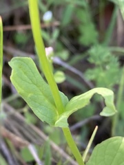 Plectritis ciliosa