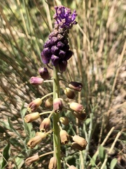 Muscari comosum