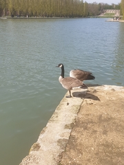Branta canadensis