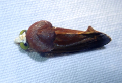 Gonodonta fulvangula