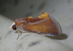 Gonodonta fulvangula