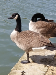 Branta canadensis