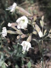 Silene italica