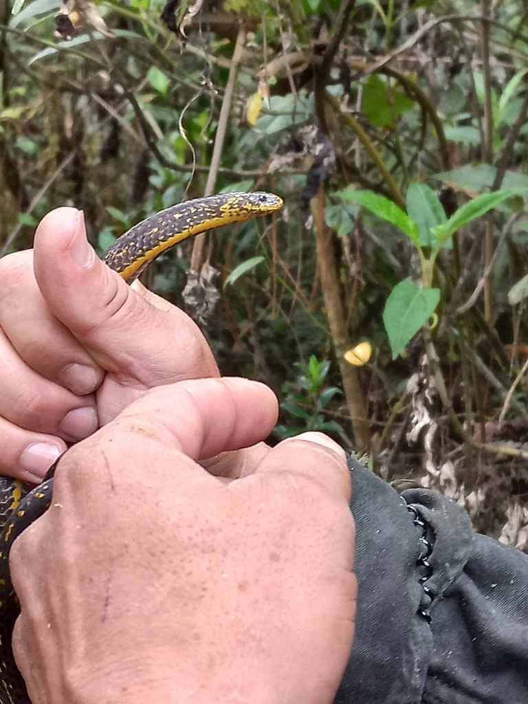 Atractus paisa