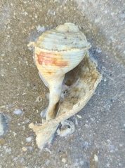 Tonna tetracotula