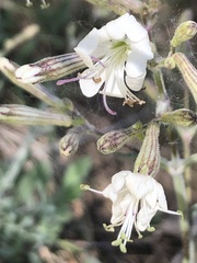 Silene italica