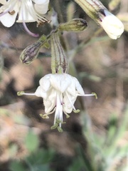 Silene italica