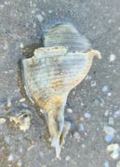 Tonna tetracotula