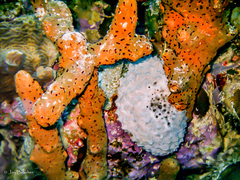 Bergia puertoricense