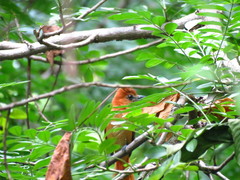 Pachyramphus homochrous