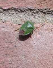 Palomena prasina