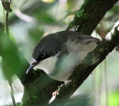 Apalis thoracica claudei