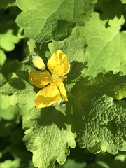 Chelidonium majus