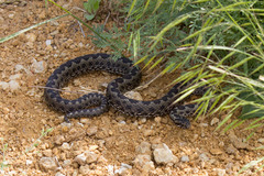 Vipera renardi