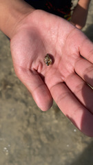 Calcinus laevimanus