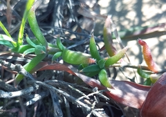 Trichodiadema gracile