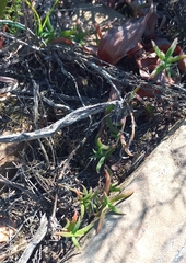 Trichodiadema gracile