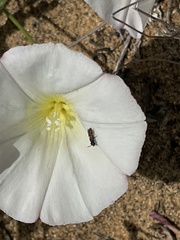 Micralictoides ruficaudus