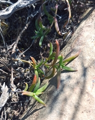 Trichodiadema gracile