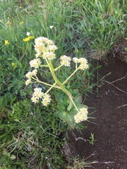 Micranthes hitchcockiana