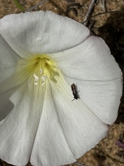 Micralictoides ruficaudus