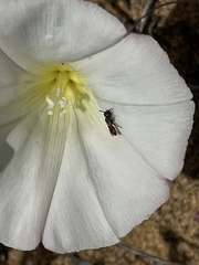 Micralictoides ruficaudus