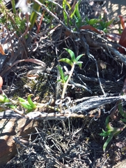 Trichodiadema gracile