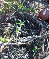 Trichodiadema gracile