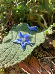 Borago officinalis