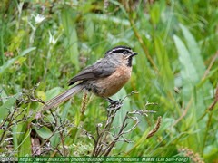White-Browed Tit photo 3