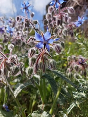Borago officinalis