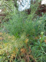 Foeniculum vulgare