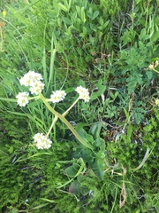 Micranthes hitchcockiana