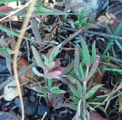 Trichodiadema gracile