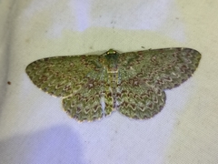 Ophthalmitis herbidaria