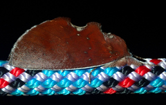 Hemiceras conspirata