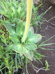 Micranthes hitchcockiana