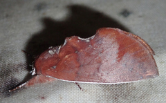 Hemiceras conspirata