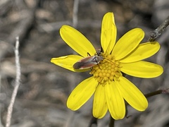Lopidea marginata