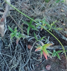 Trichodiadema gracile