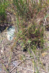 Trichodiadema gracile