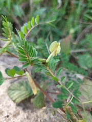 Vicia hybrida