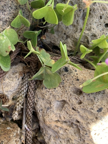 Oxalis debilis image