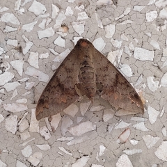 Lepidoptera