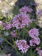 Asperula hirsuta