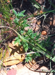 Trichodiadema strumosum