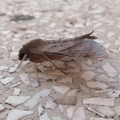 Lepidoptera