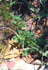 Trichodiadema strumosum